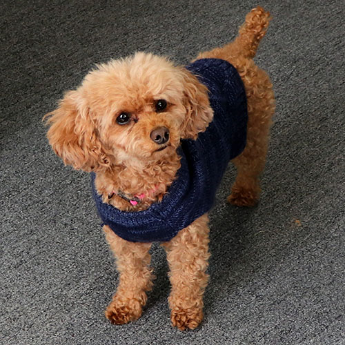 Bella, the Crown Remodeling mascot